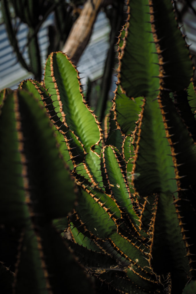 A green, brown-edged cactus catches the light among its more shaded neighbours.